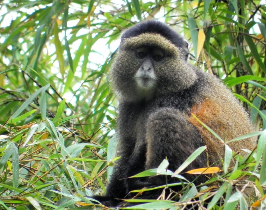 7-Day Uganda Primate & Wildlife Safari gallery image
