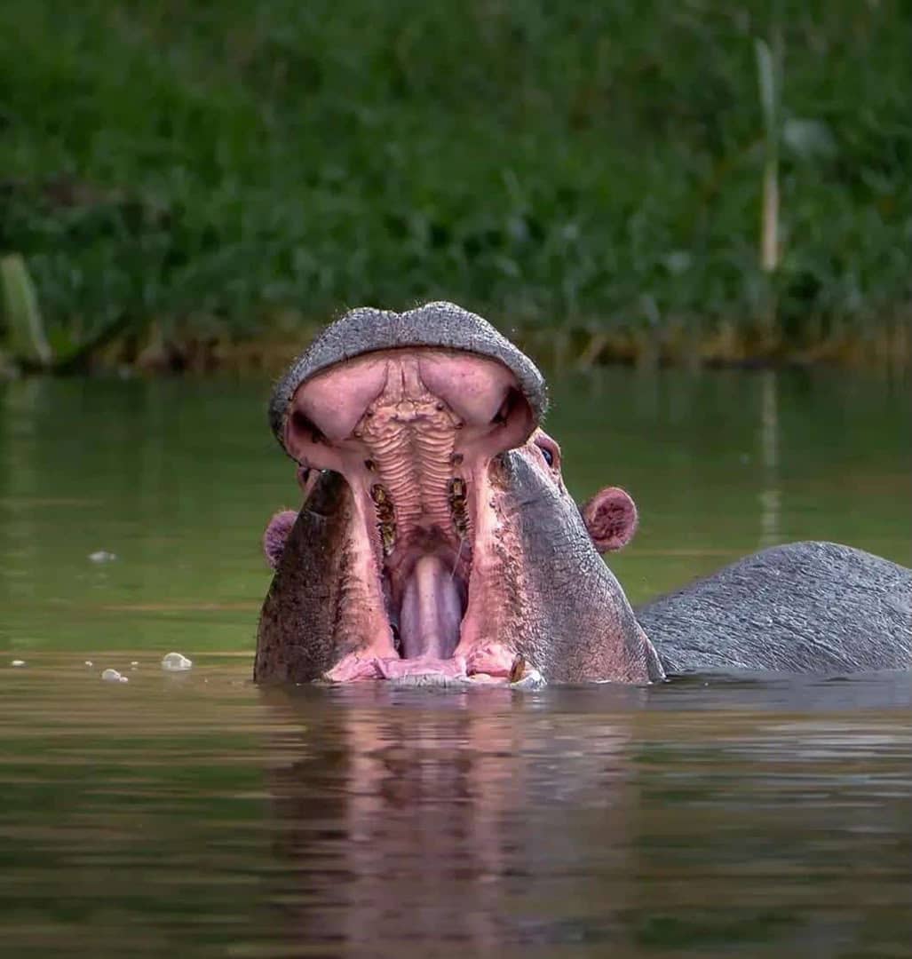 7-Day Uganda Primate & Wildlife Safari gallery image