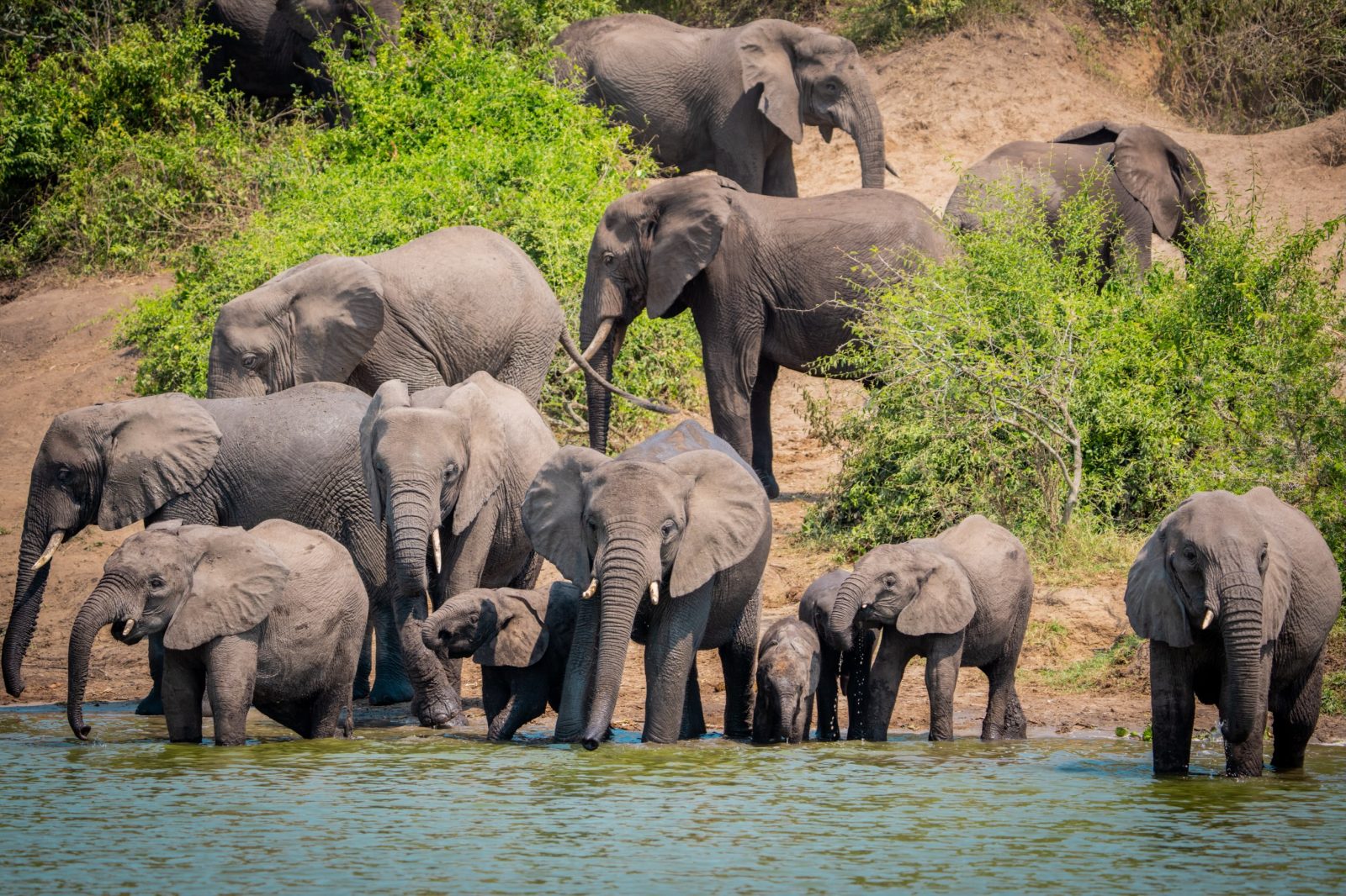 7-Day Uganda Primate & Wildlife Safari