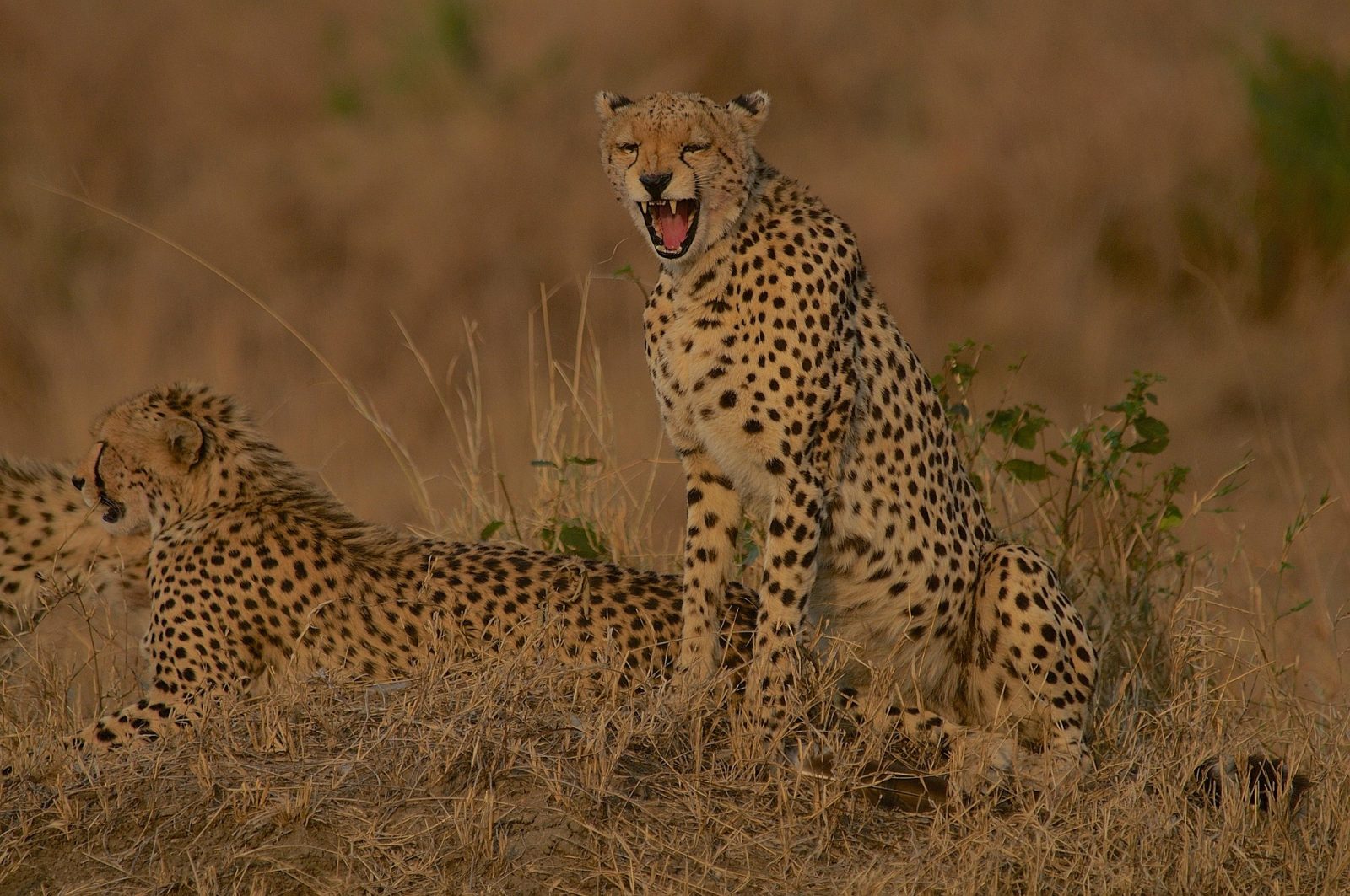 5-Day Kenya Wildlife Safari