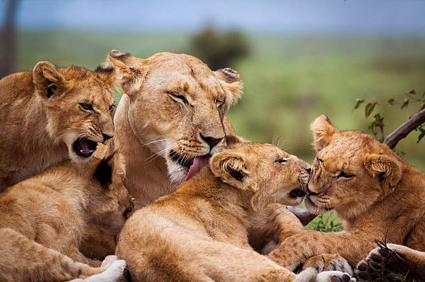 5-Day Kenya Wildlife Safari gallery image