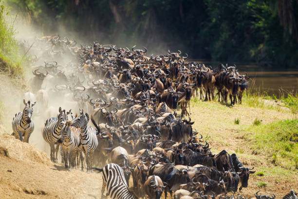 5-Day Kenya Wildlife Safari gallery image