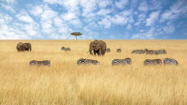 5-Day Kenya Wildlife Safari gallery image