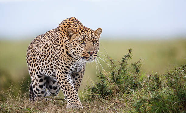 3-Day Amboseli Wildife Safari gallery image