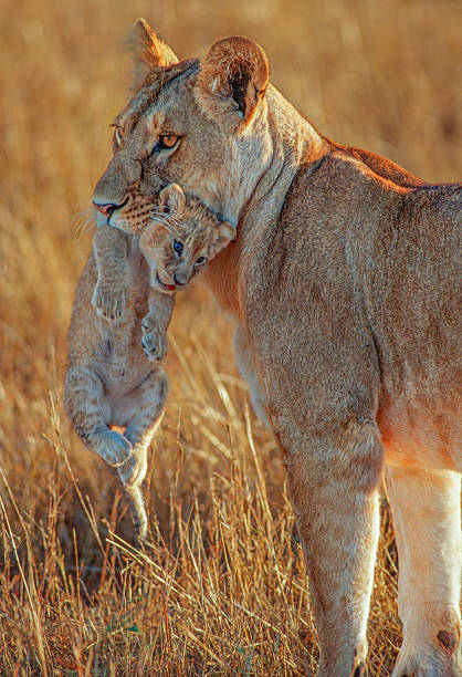 4-Day Masai Mara and Lake Nakuru Safari safari tour