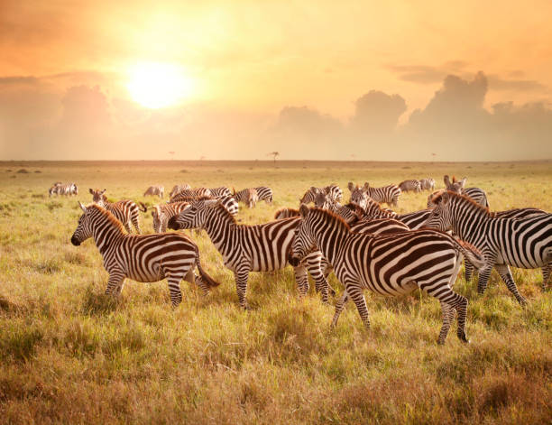 4-Day Masai Mara and Lake Nakuru Safari gallery image