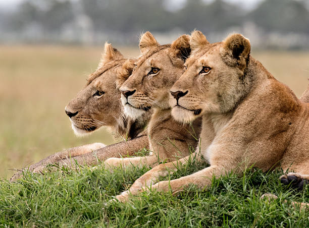 4-Day Budget Safari – Amboseli & Tsavo West gallery image