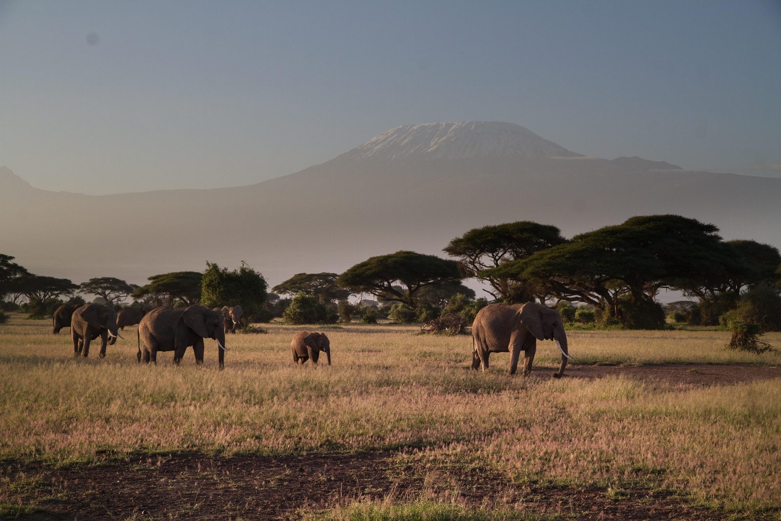 5-Day Kenya Signature Luxury Safari from Mara-Kilimanjaro