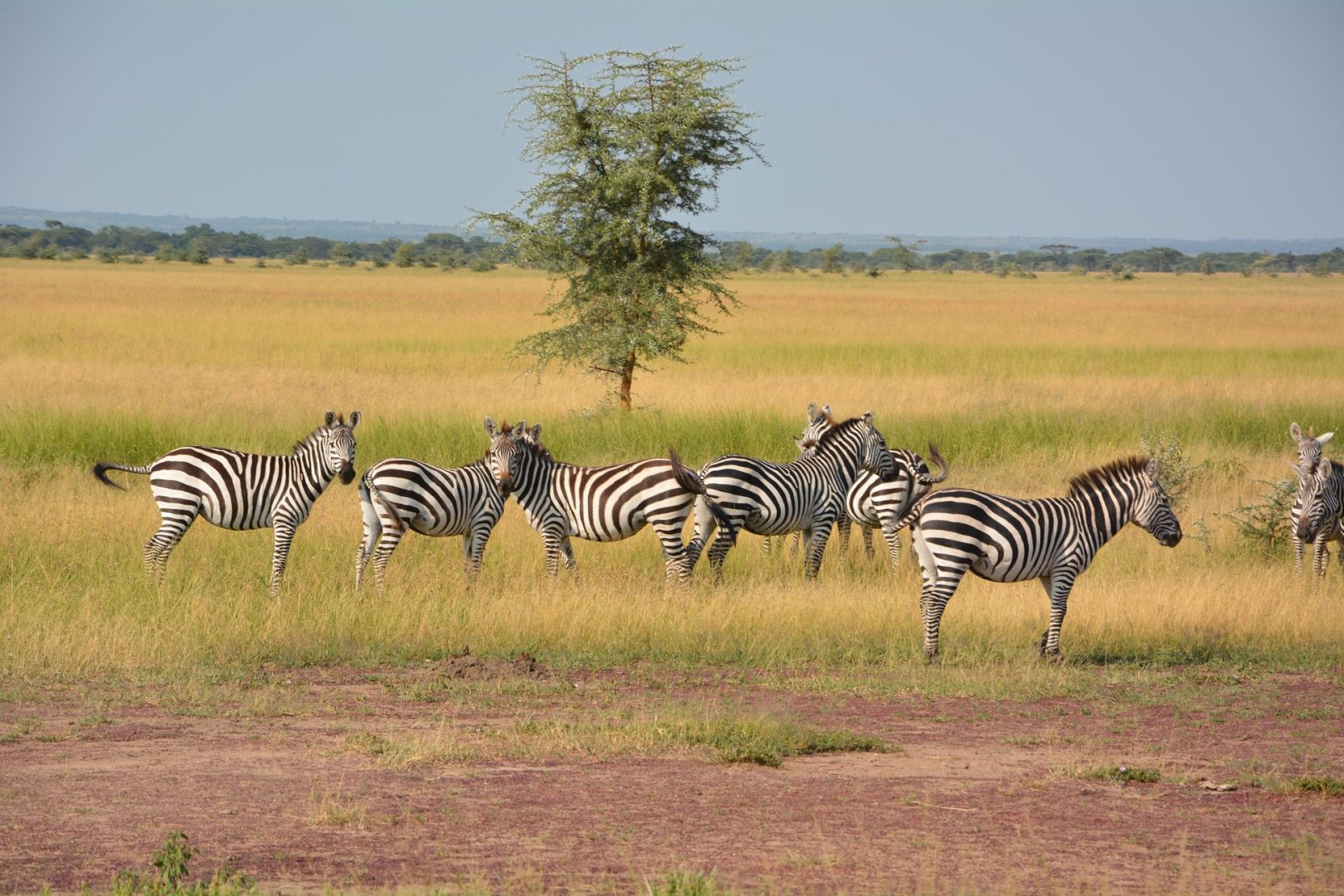 6-Day Best Samburu, Lake Nakuru & Maasai Mara Safari gallery image