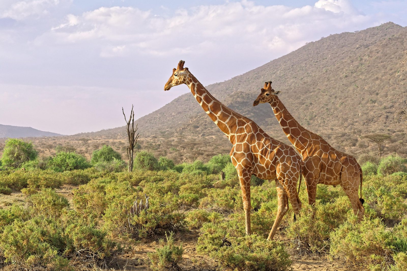 6-Day Best Samburu, Lake Nakuru & Maasai Mara Safari gallery image