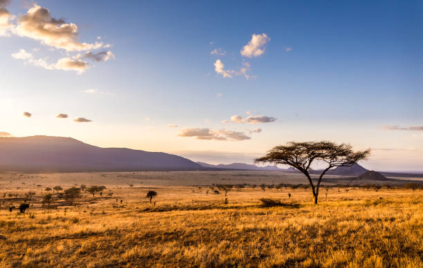 4-Day Budget Safari – Amboseli & Tsavo West safari tour