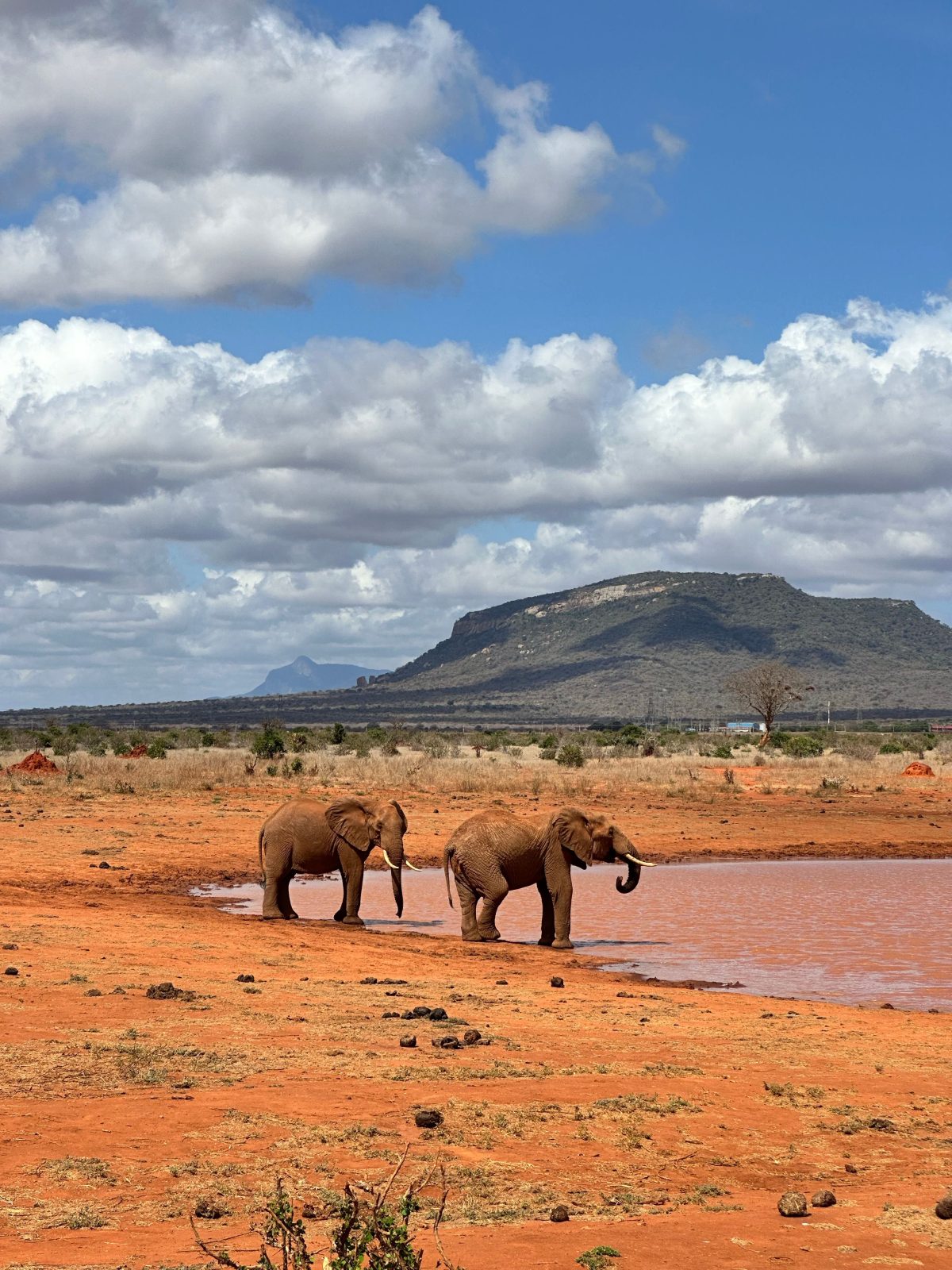 4-Day Budget Safari – Amboseli & Tsavo West gallery image