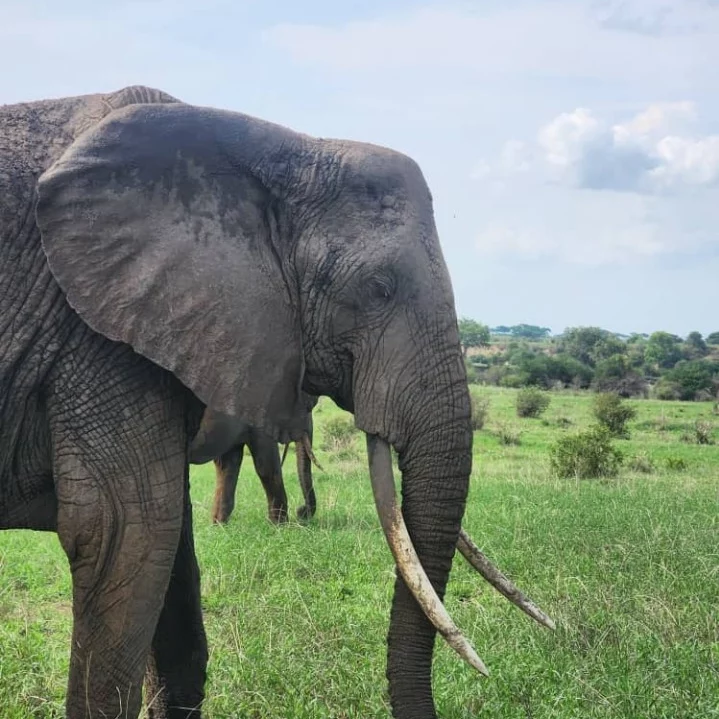 2-Day Giants, Landscapes & Crater Wildlife gallery image