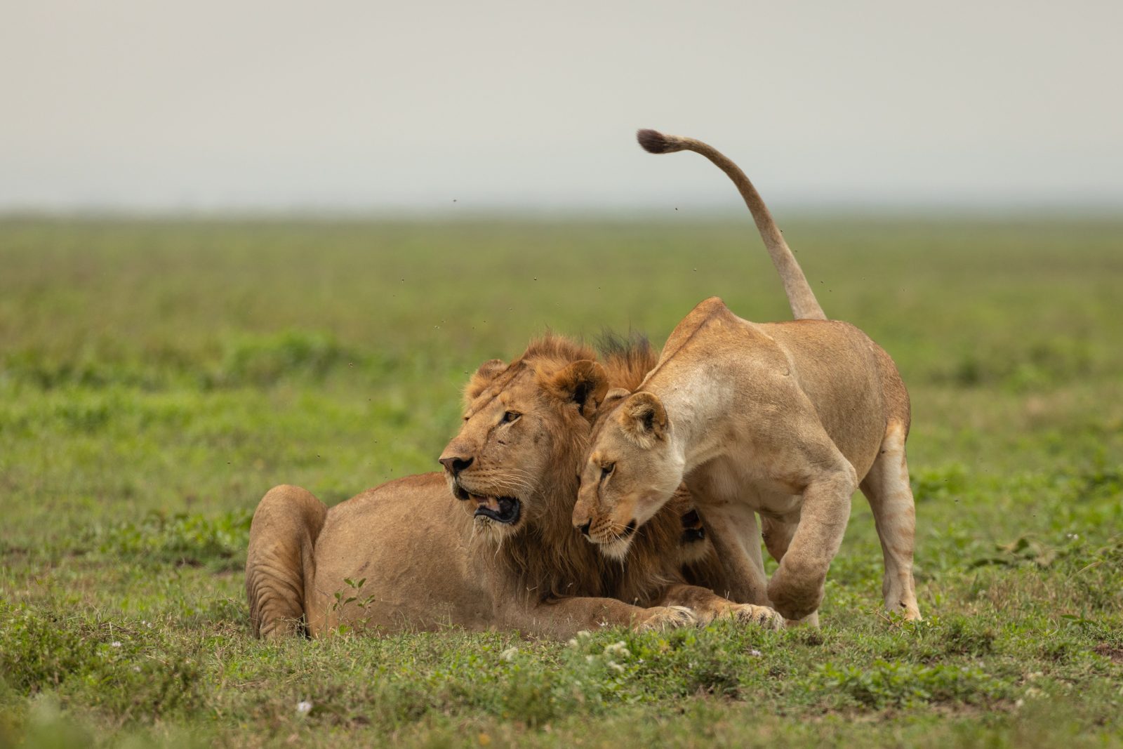 3-Day Safari from Zanzibar to Serengeti National Park