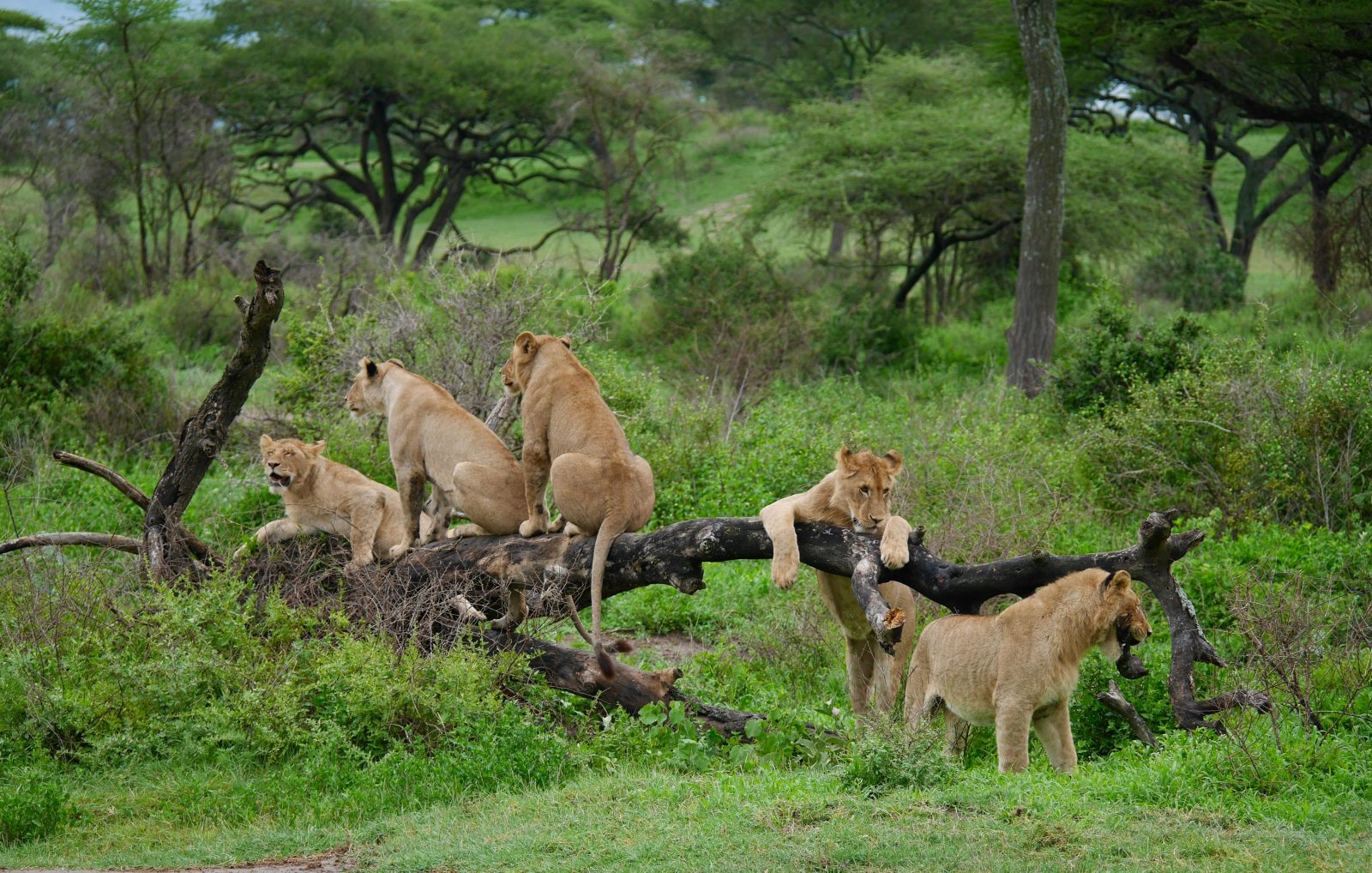 3-Day Safari from Zanzibar to Serengeti National Park gallery image