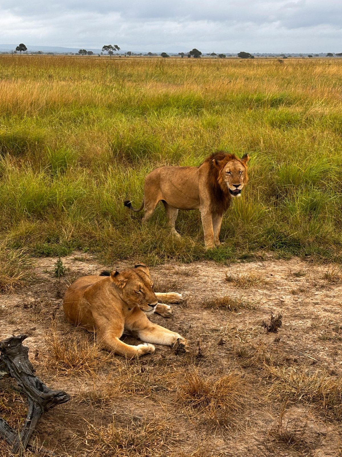 1-Day Safari from Zanzibar to Mikumi National Park gallery image