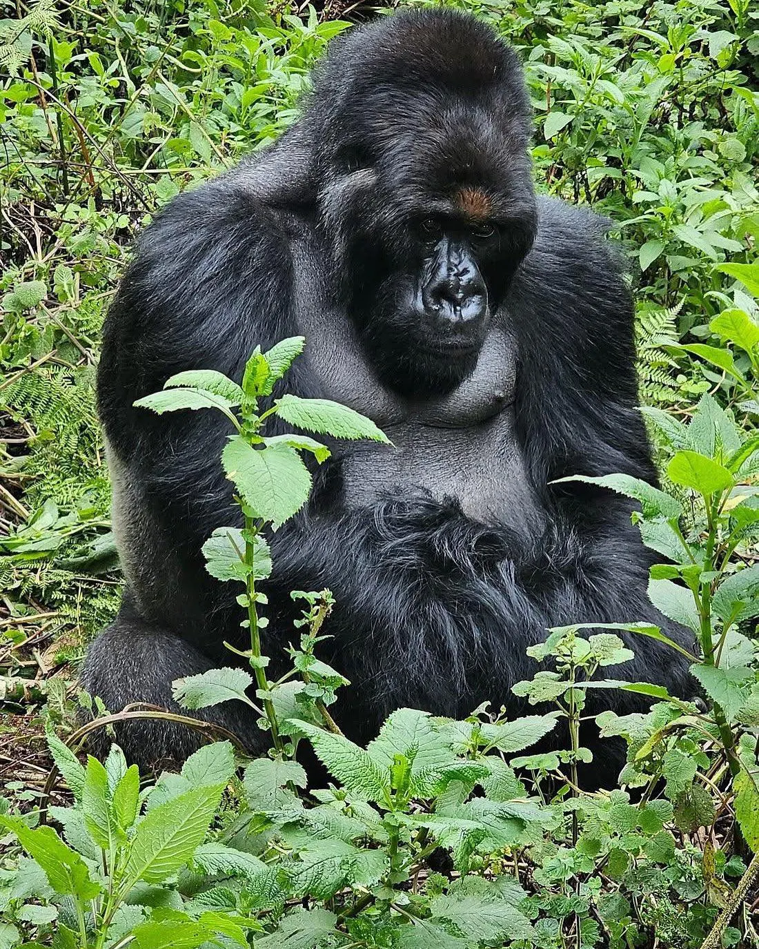 12-Day Uganda Pearls of Africa Tour