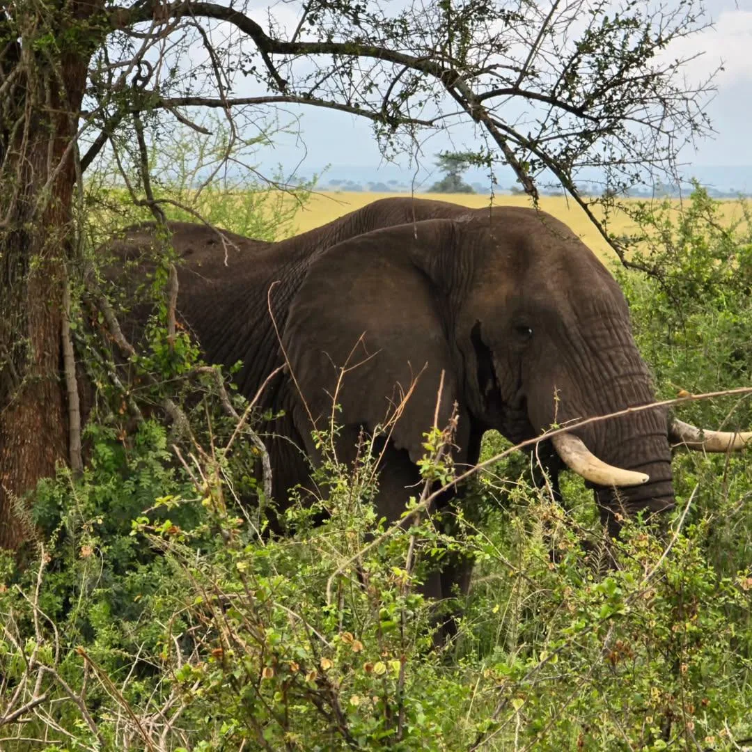 8-Day Highlights of Uganda gallery image