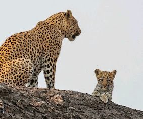 12-Day Uganda Pearls of Africa Tour gallery image