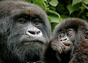 12-Day Uganda Pearls of Africa Tour gallery image