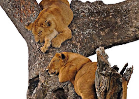 8-Day Highlights of Uganda safari tour