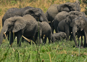 8-Day Highlights of Uganda gallery image