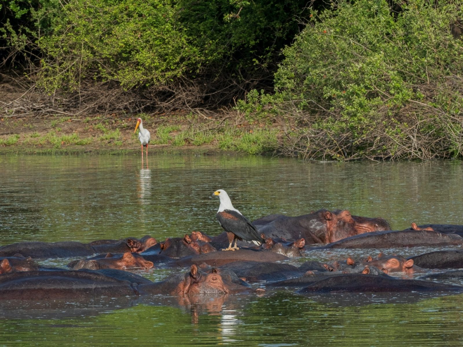 3-Day Nyerere National Park Private Safari from Dar Es Salaam gallery image