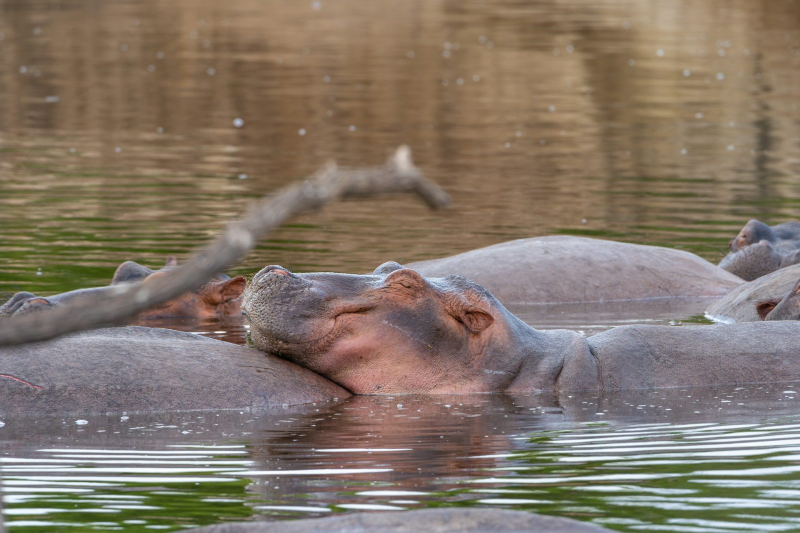 3-Day Budget Nyerere National Park Safari from Dar Es Salaam