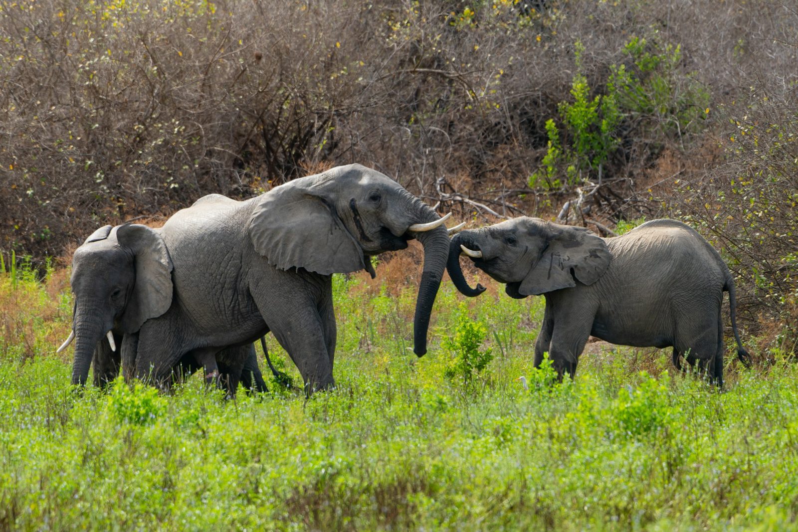3-Day Budget Nyerere National Park Safari from Dar Es Salaam gallery image