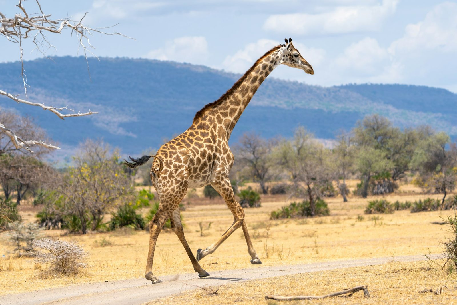 3-Day Budget Nyerere National Park Safari from Dar Es Salaam gallery image