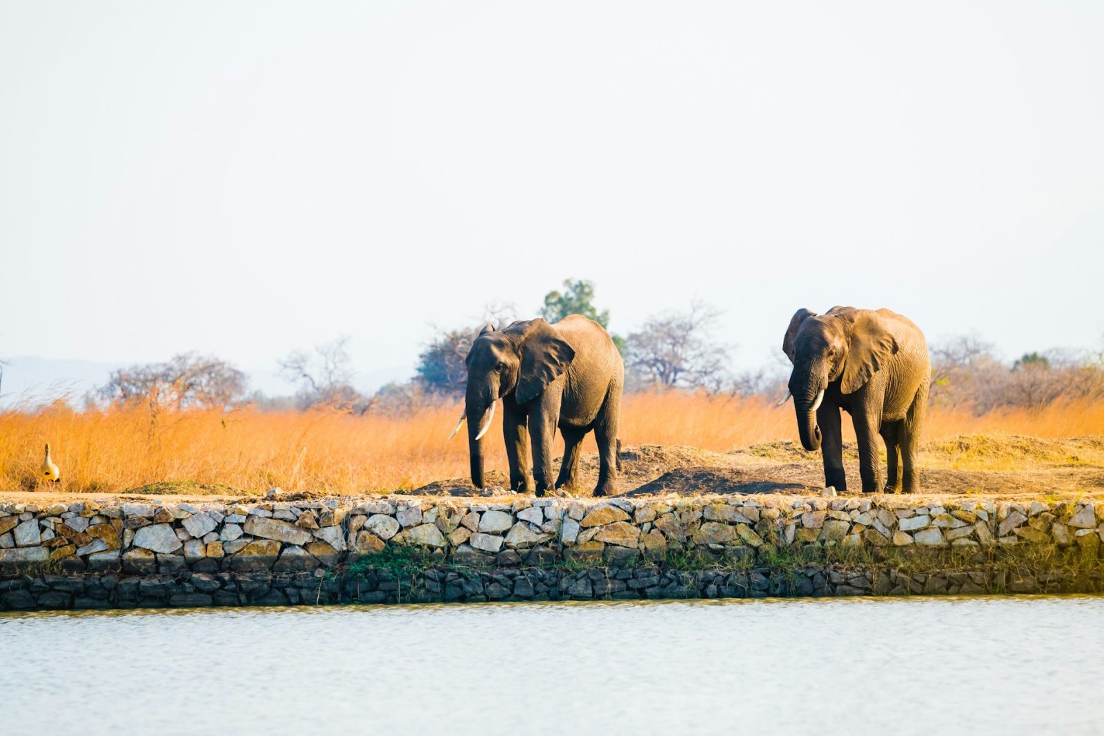 3-Day Mikumi National Park Private Safari from Dar Es Salaam