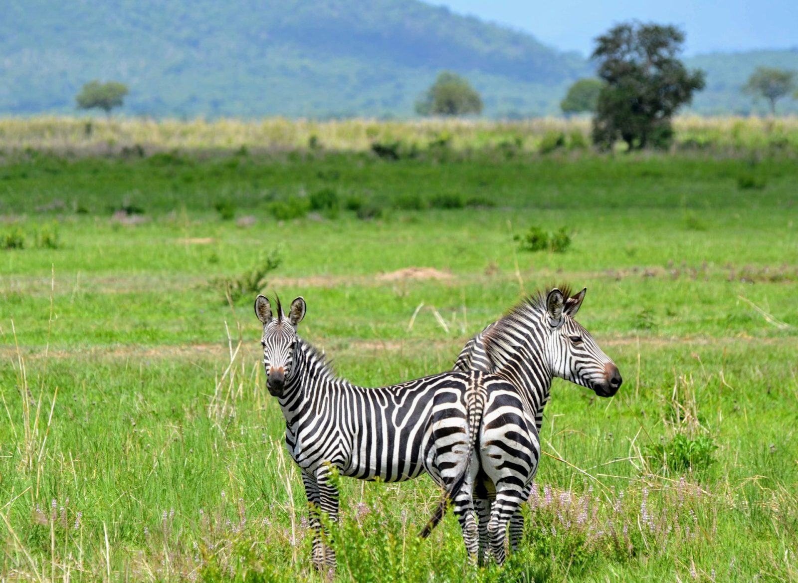 3-Day Mikumi National Park Private Safari from Dar Es Salaam gallery image