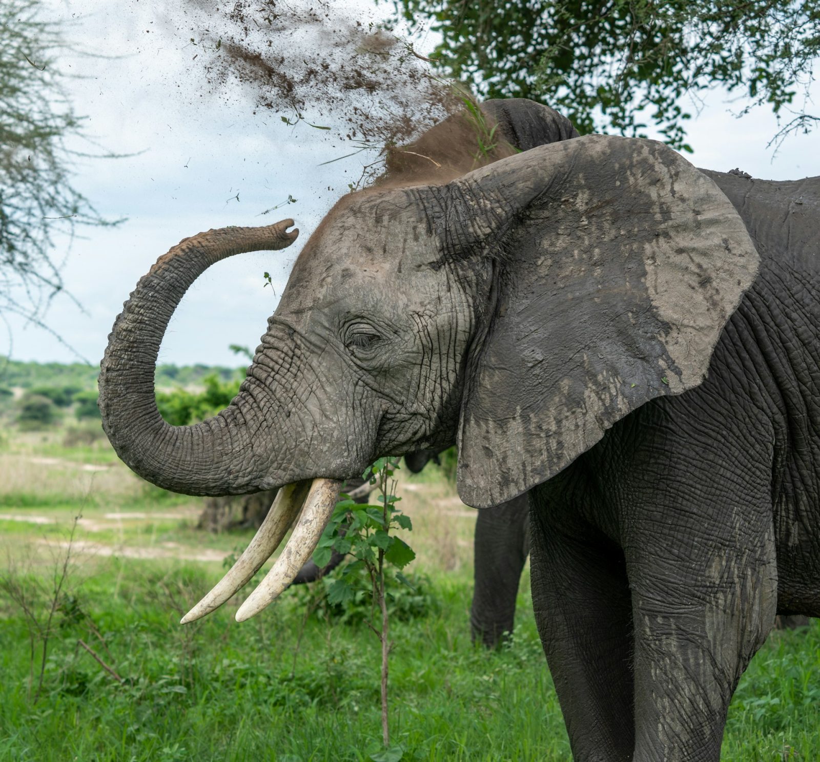 3-Day Ruaha National Park Fly-in Safari from Zanzibar