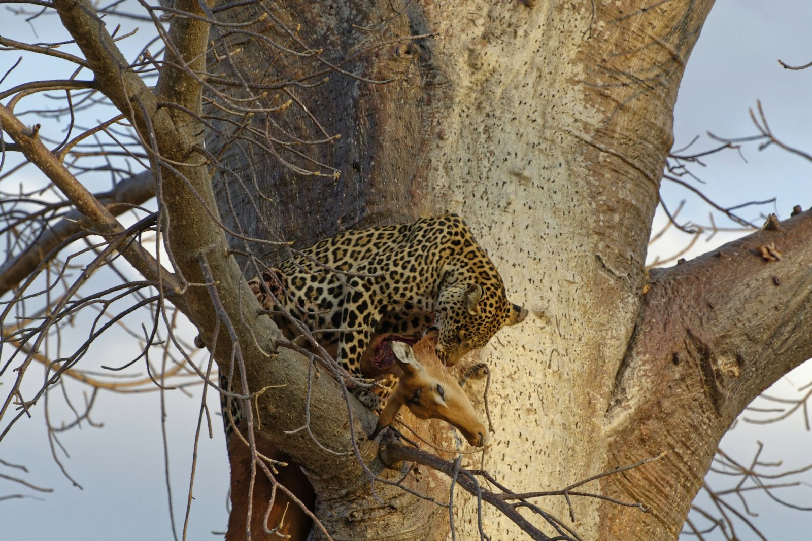 3-Day Ruaha National Park Fly-in Safari from Zanzibar gallery image