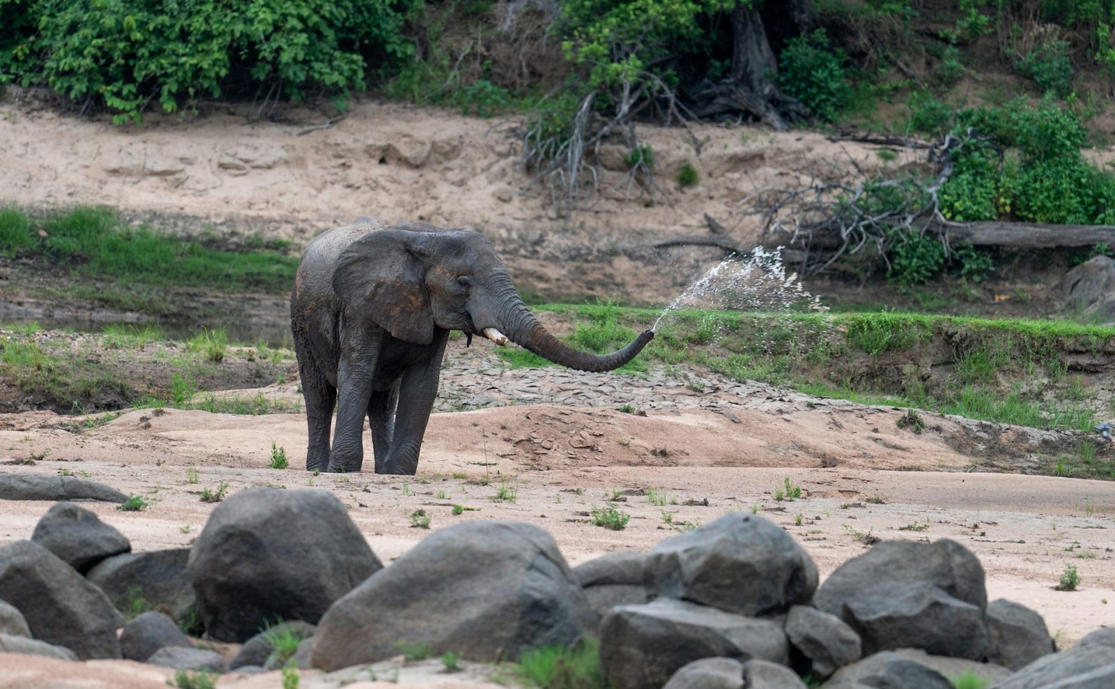 3-Day Ruaha National Park Fly-in Safari from Zanzibar gallery image