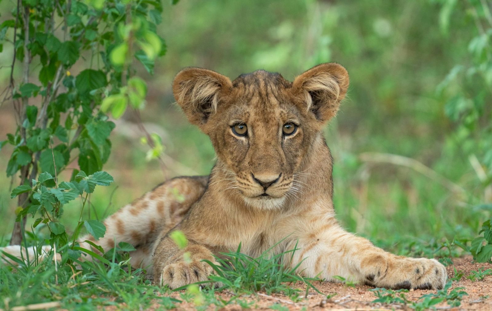 3-Day Ruaha National Park Fly-in Safari from Zanzibar gallery image