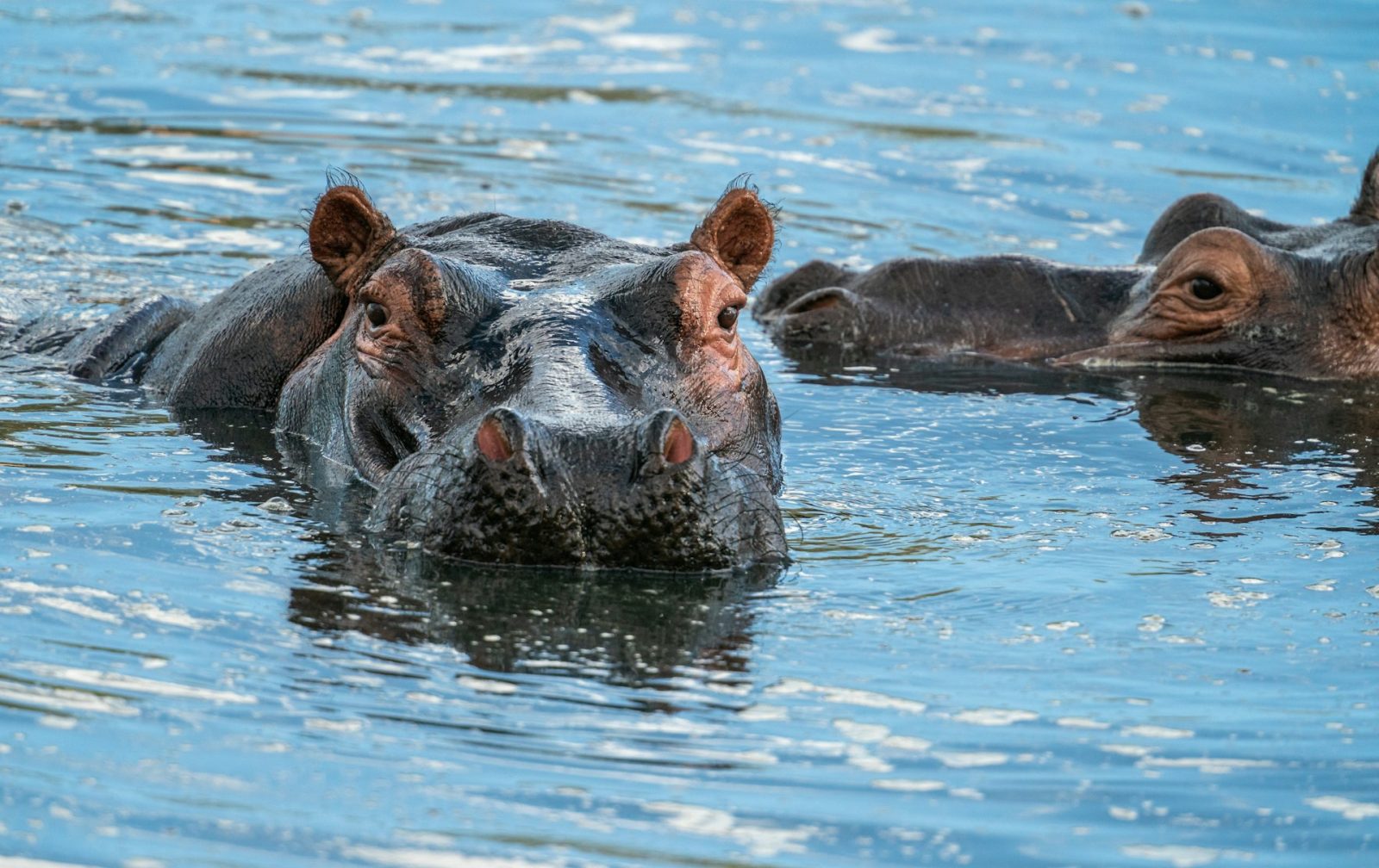 4-Day Extended Ruaha Fly-in Safari from Zanzibar gallery image