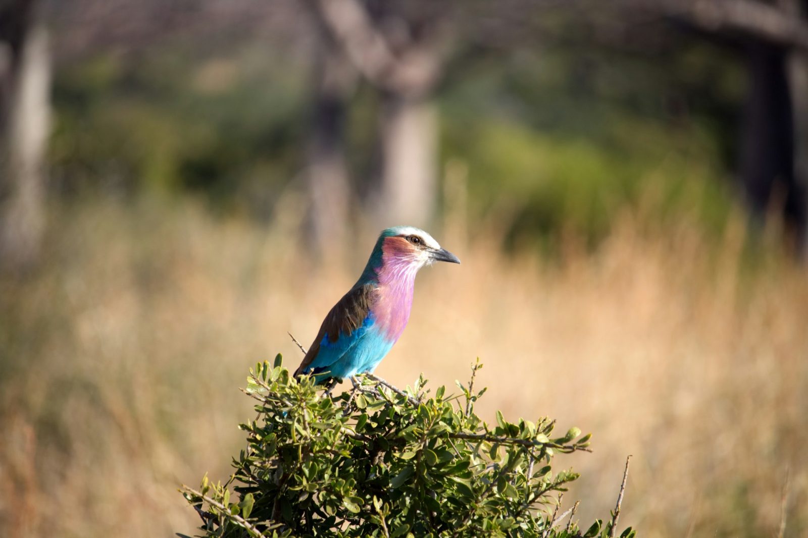 4-Day Extended Ruaha Fly-in Safari from Zanzibar gallery image
