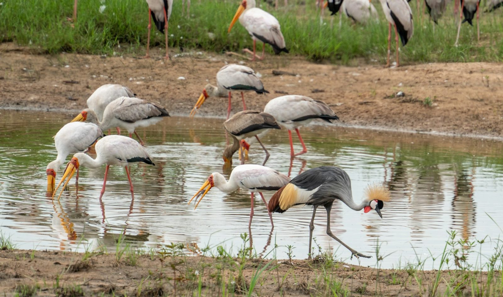 4-Day Extended Ruaha Fly-in Safari from Zanzibar gallery image
