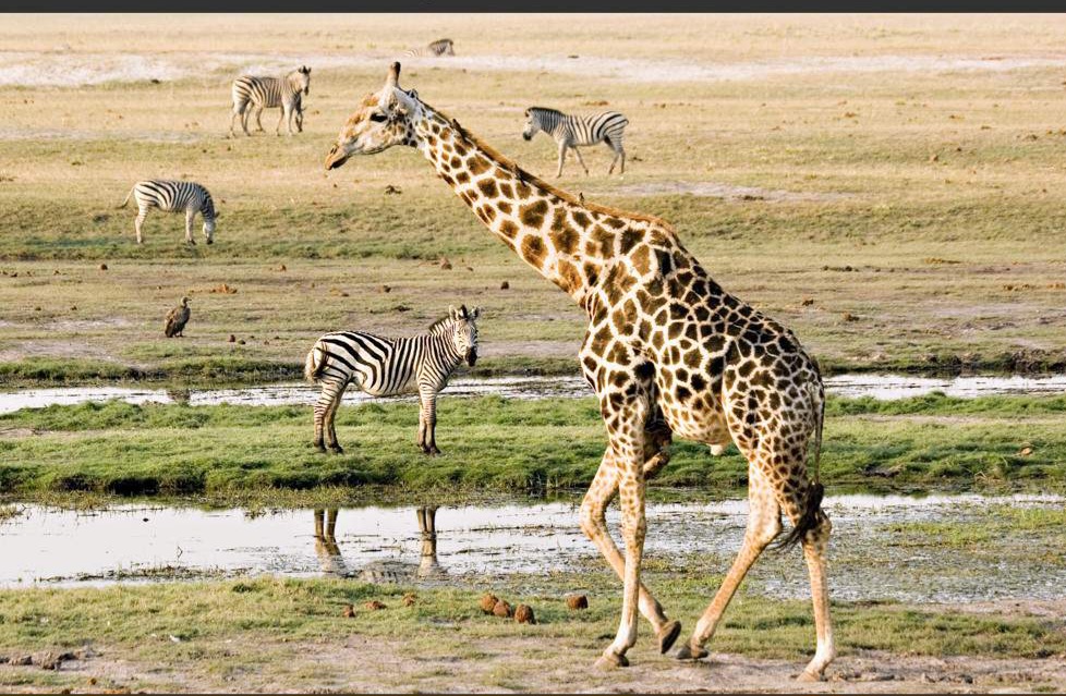 1-Day Chobe Full Day Trip in Botswana Chobe National Park