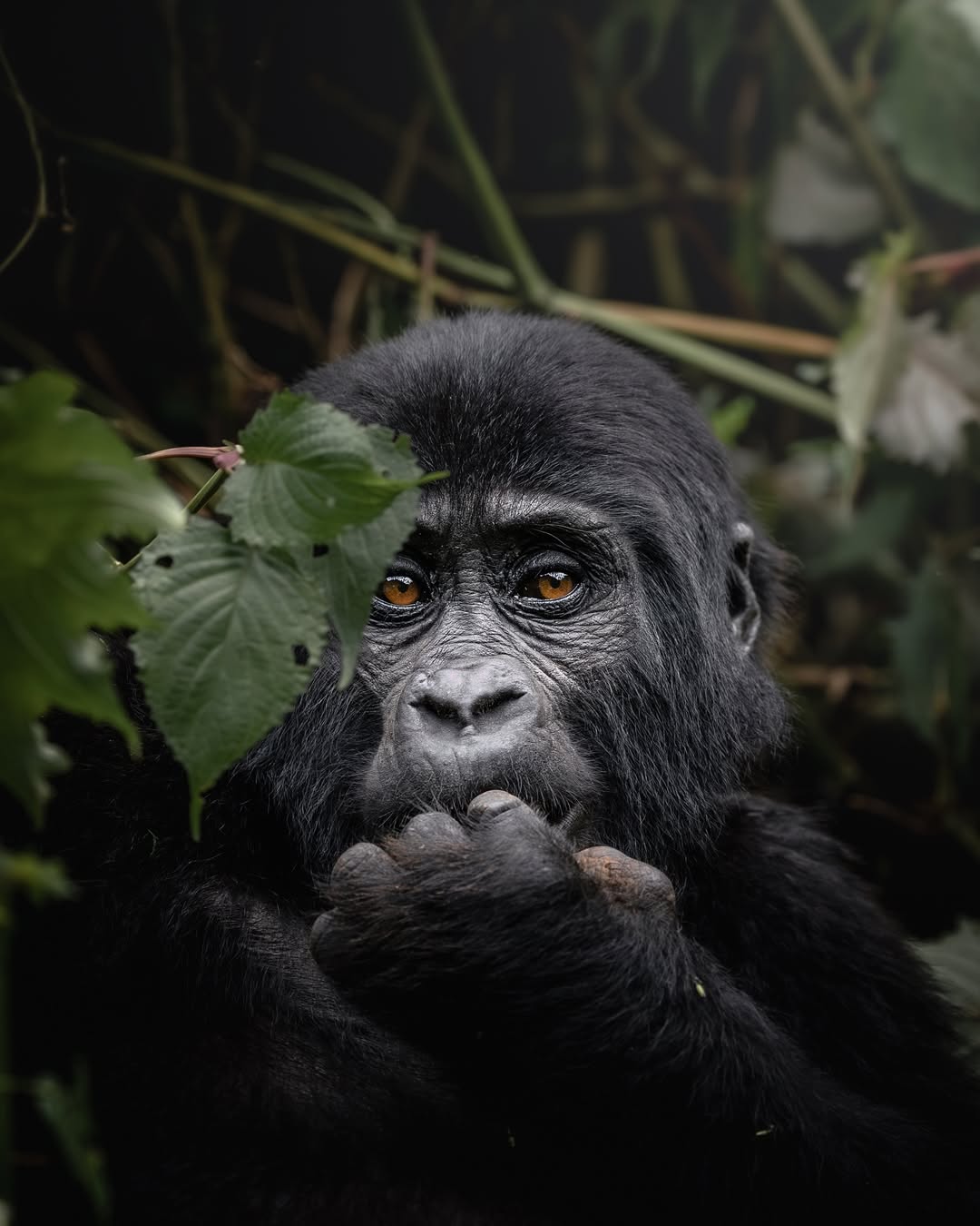 8-Day Uganda Wildlife Safari Adventure