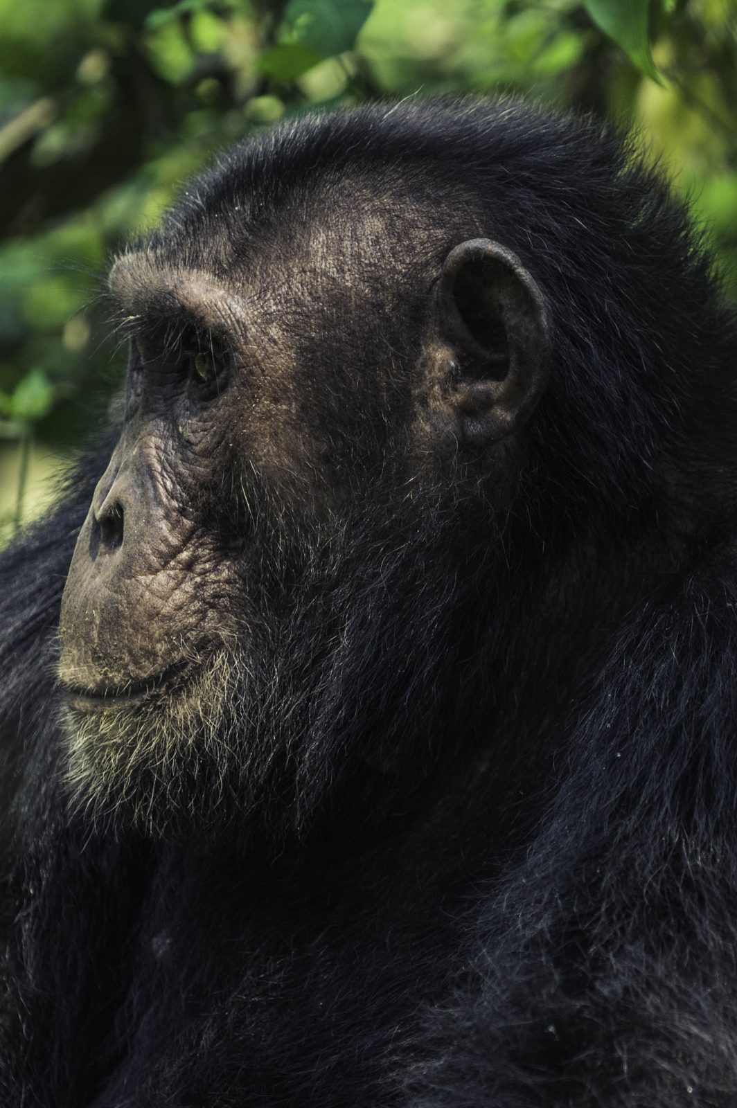 8-Day Uganda Wildlife Safari Adventure gallery image