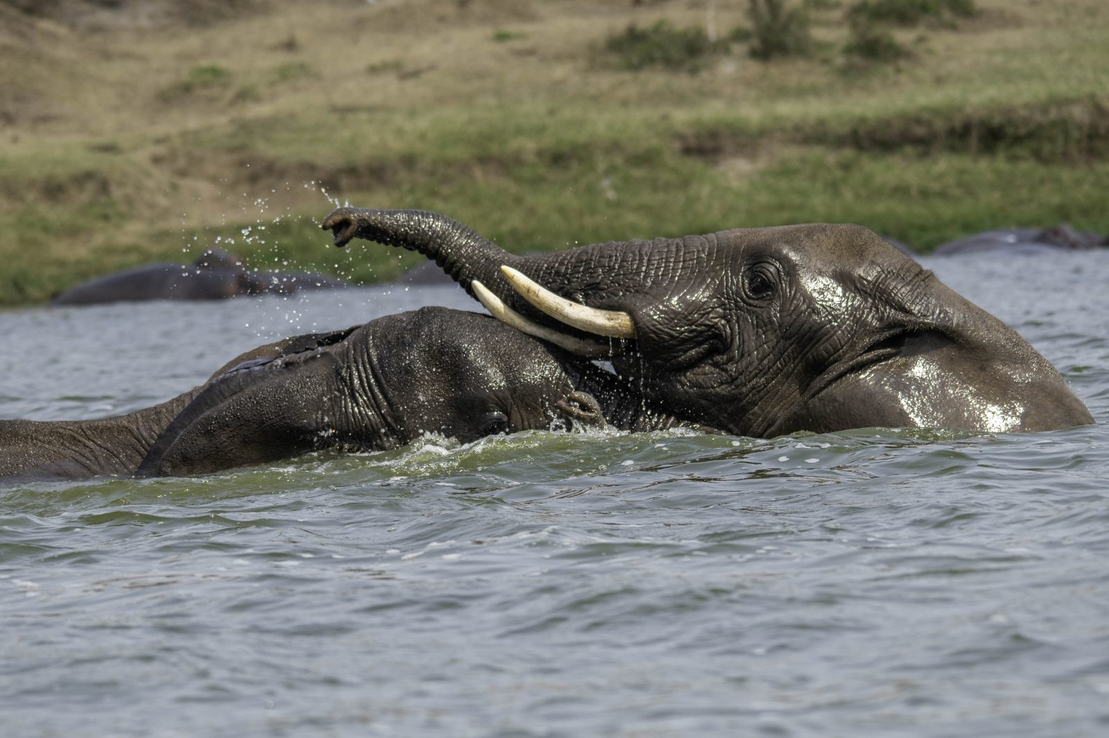 8-Day Uganda Wildlife Safari Adventure gallery image