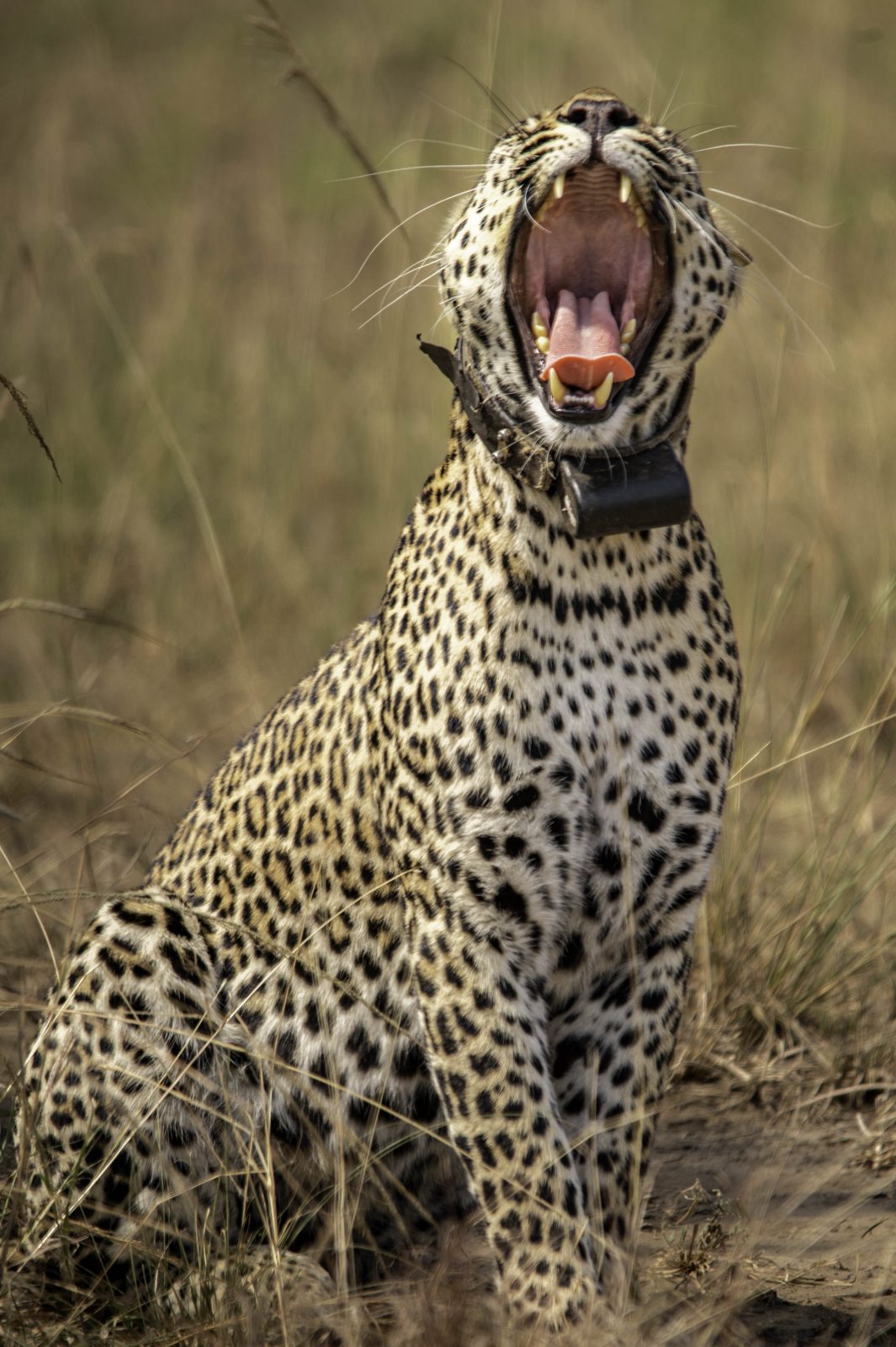 8-Day Uganda Wildlife Safari Adventure gallery image