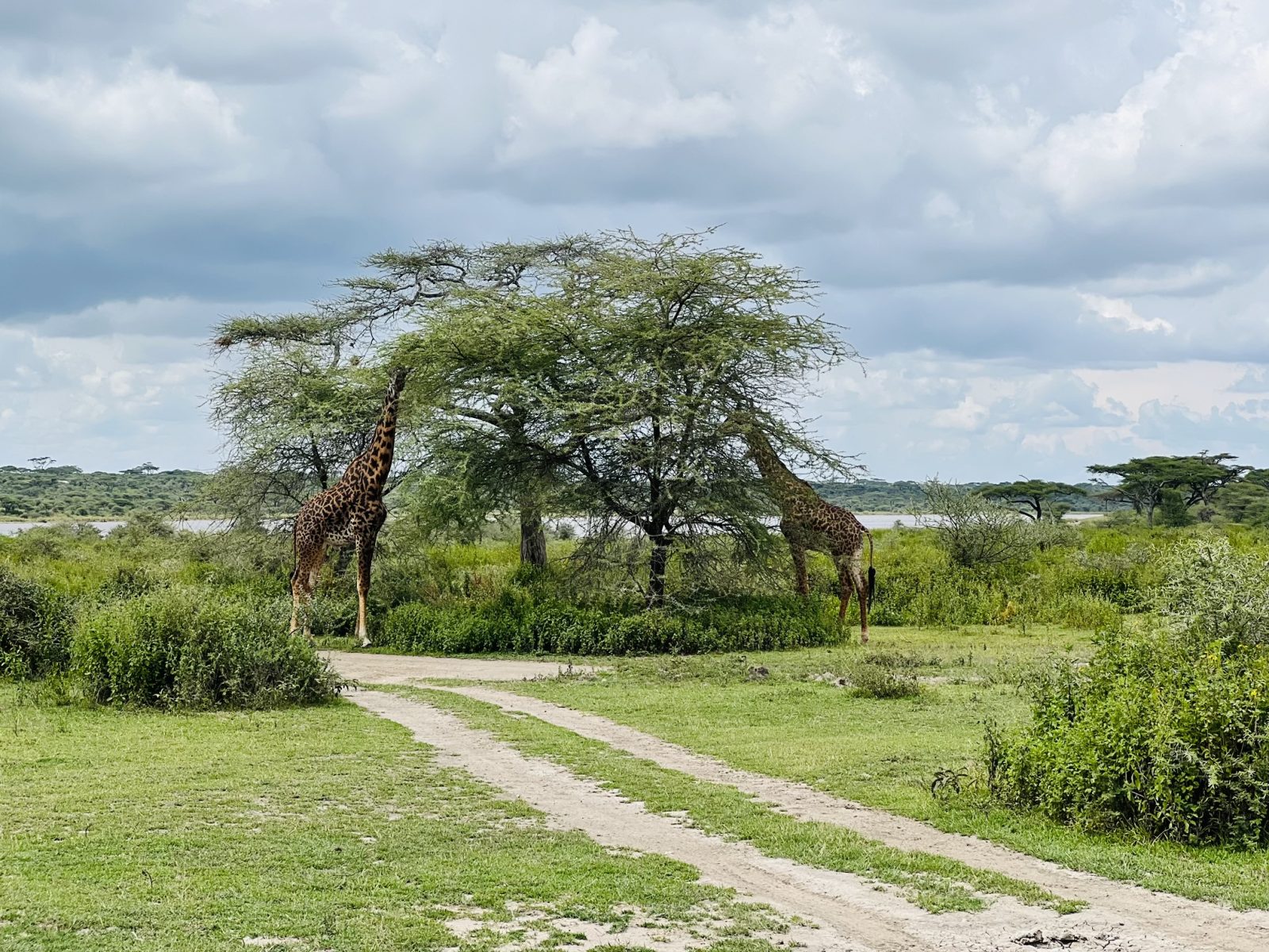 1-Day Daytrip - Ngorongoro Crater gallery image