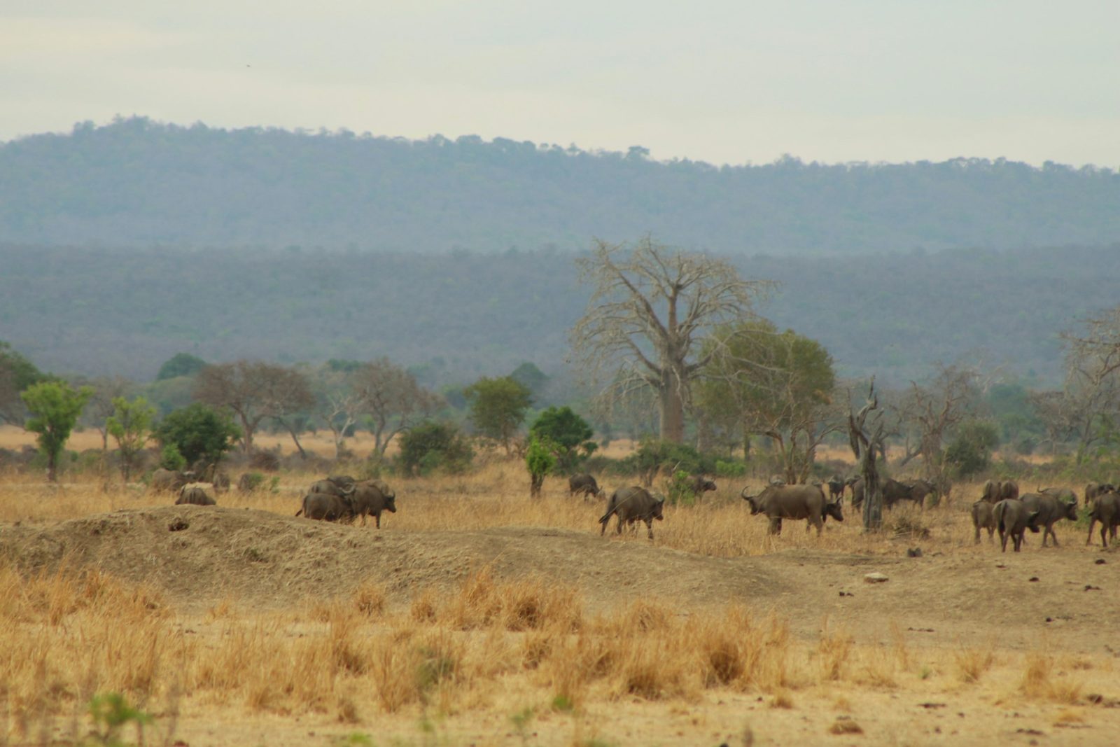 4-Day Mikumi and Ruaha Private Safari from Dar Es Salaam gallery image