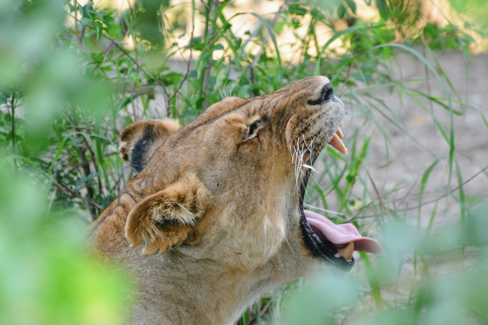 3-Day Mikumi Day and Night Game Drive Safari gallery image