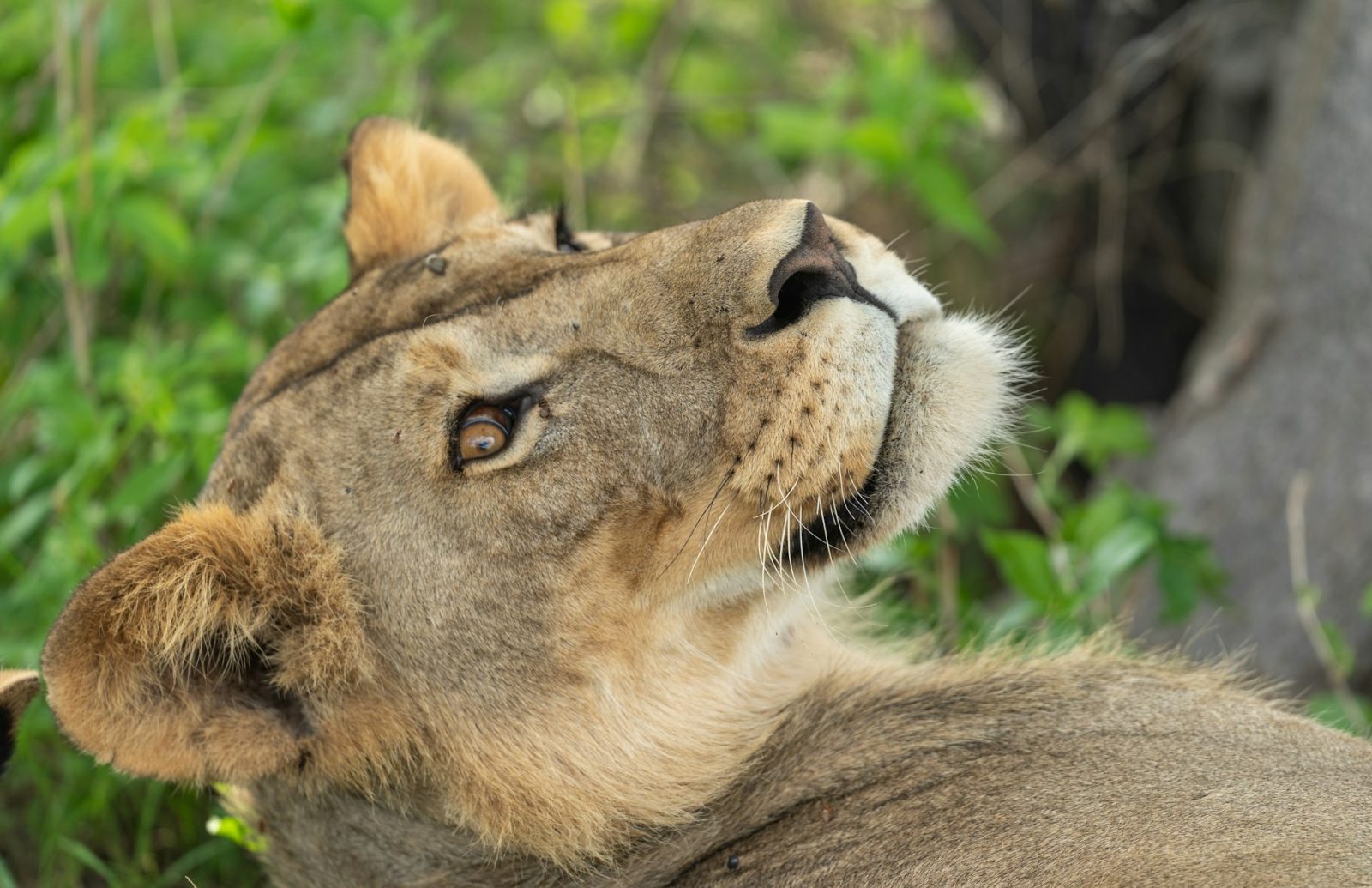 3-Day Ruaha National Park Private Safari from Iringa