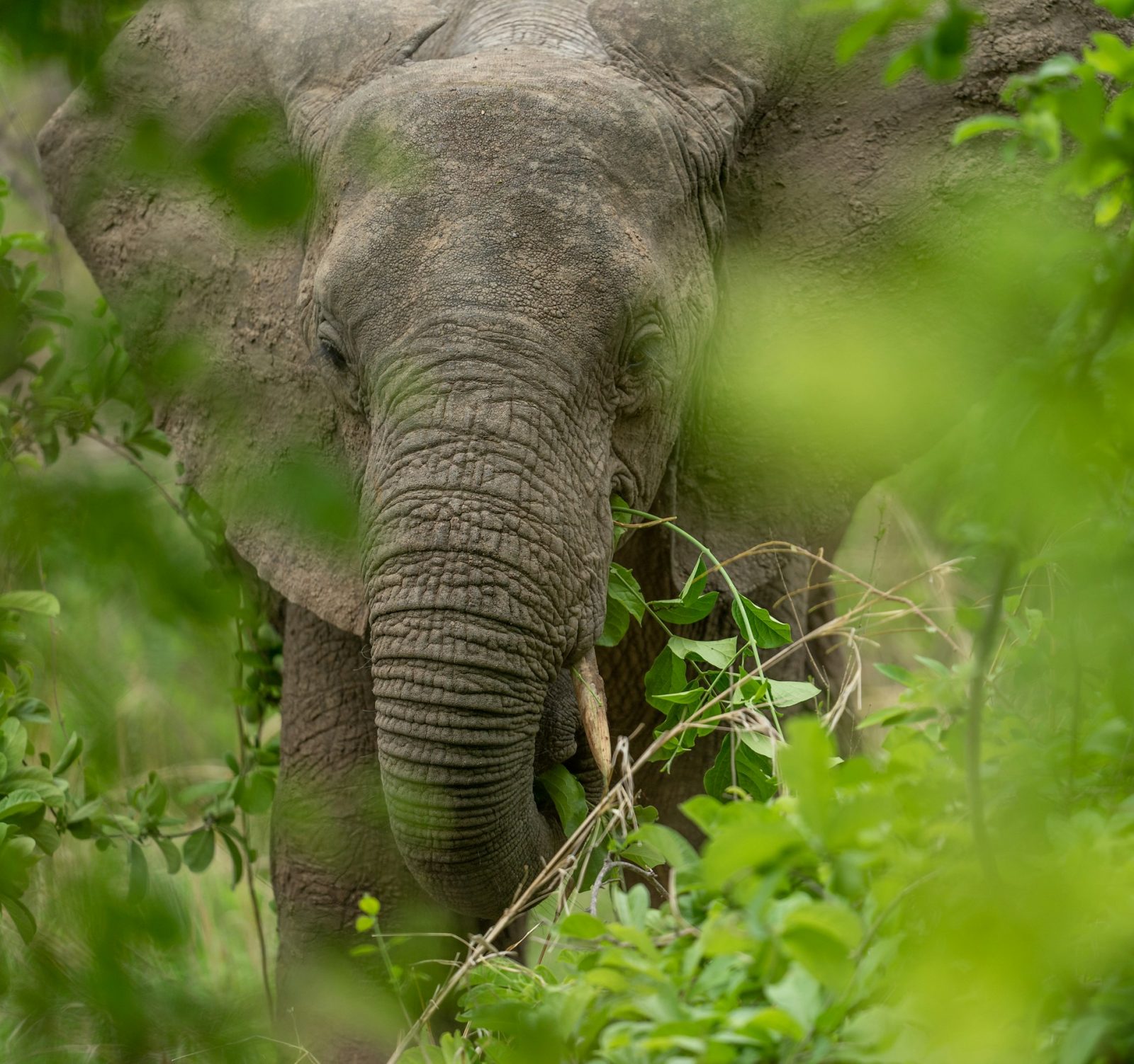 3-Day Ruaha National Park Private Safari from Iringa gallery image