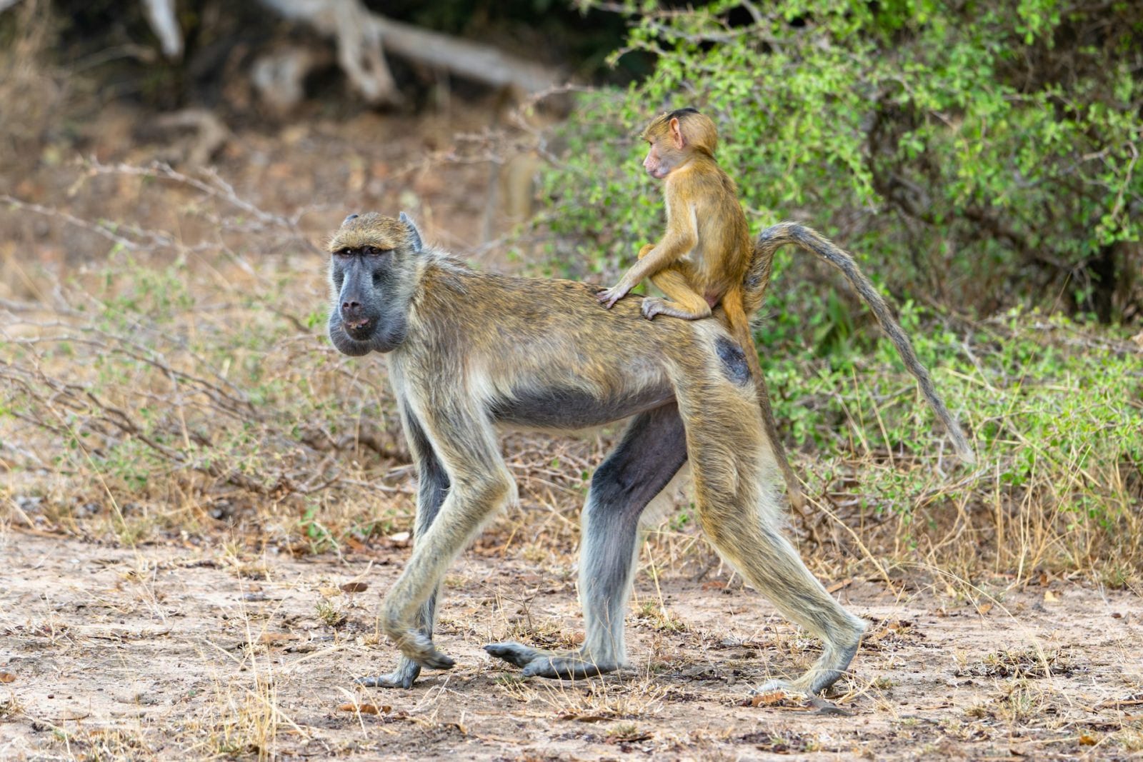 3-Day Nyerere Safari with Maasai Boma Visit from Dar gallery image